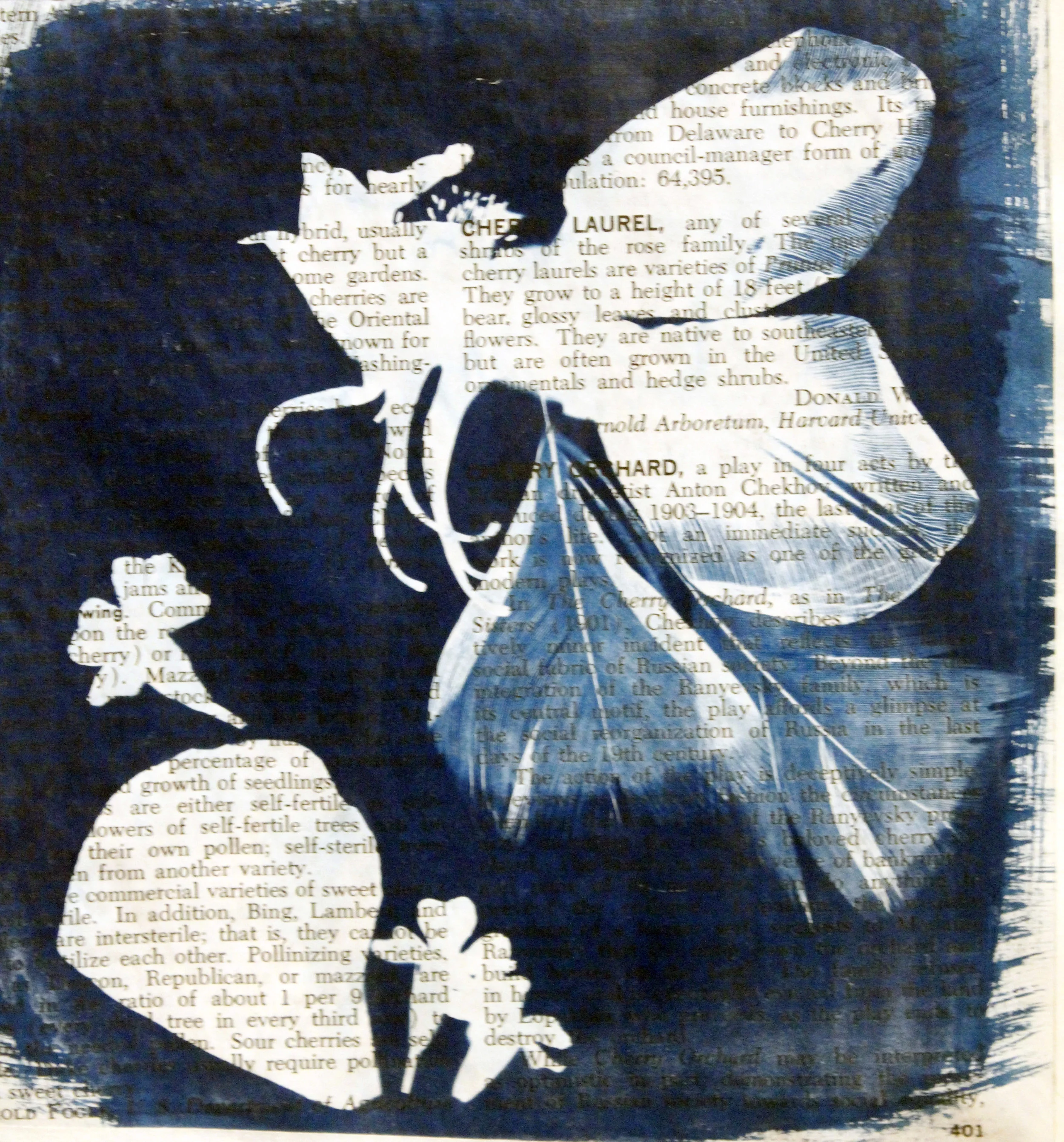 cherry laurel, 2012, Cyanotype on encyclopedia page