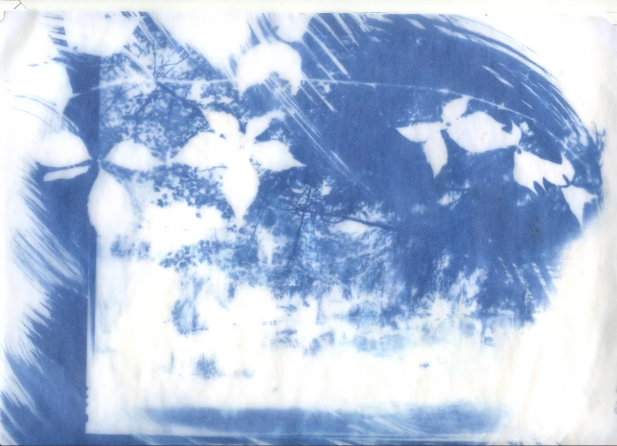 Bliss, 2018, Cyanotype on layered vellum