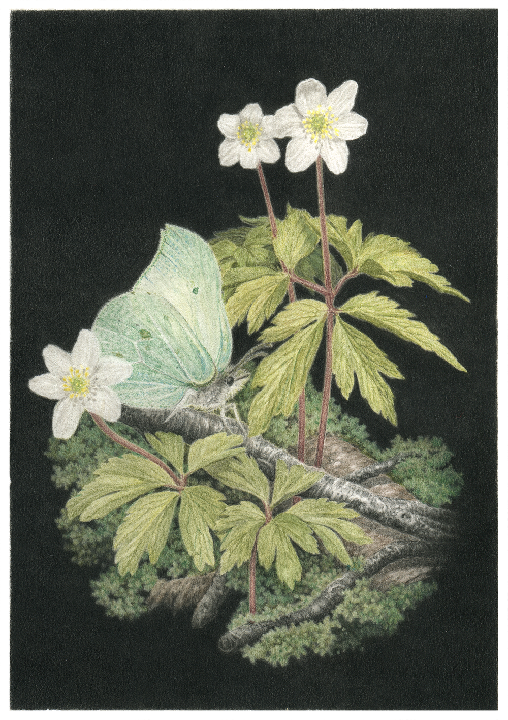 Wood Anemone — JMF Illustration
