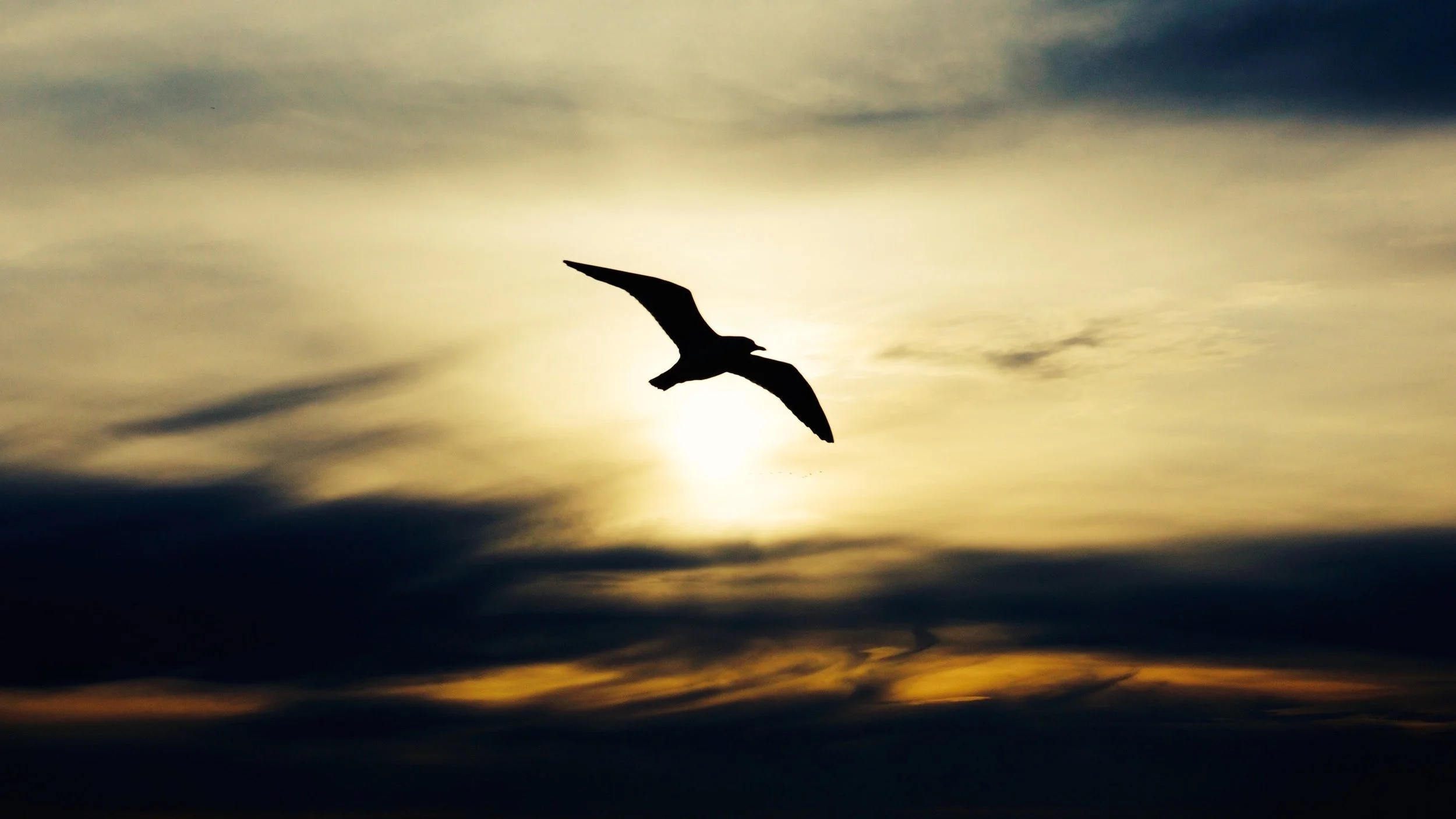 Seagull flying at sunrise over the ocean with dark tones.jpeg