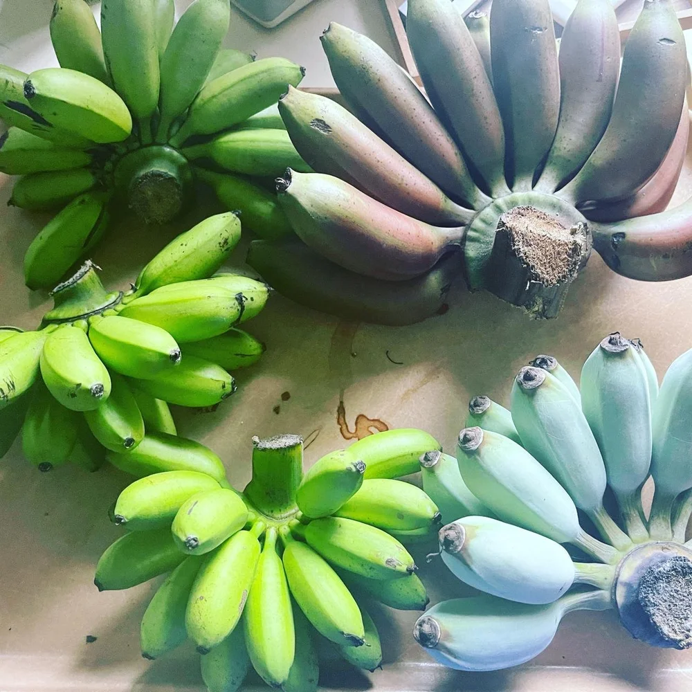 WhatsApp Image 2024-09-28 at 08.25.03.jpeg