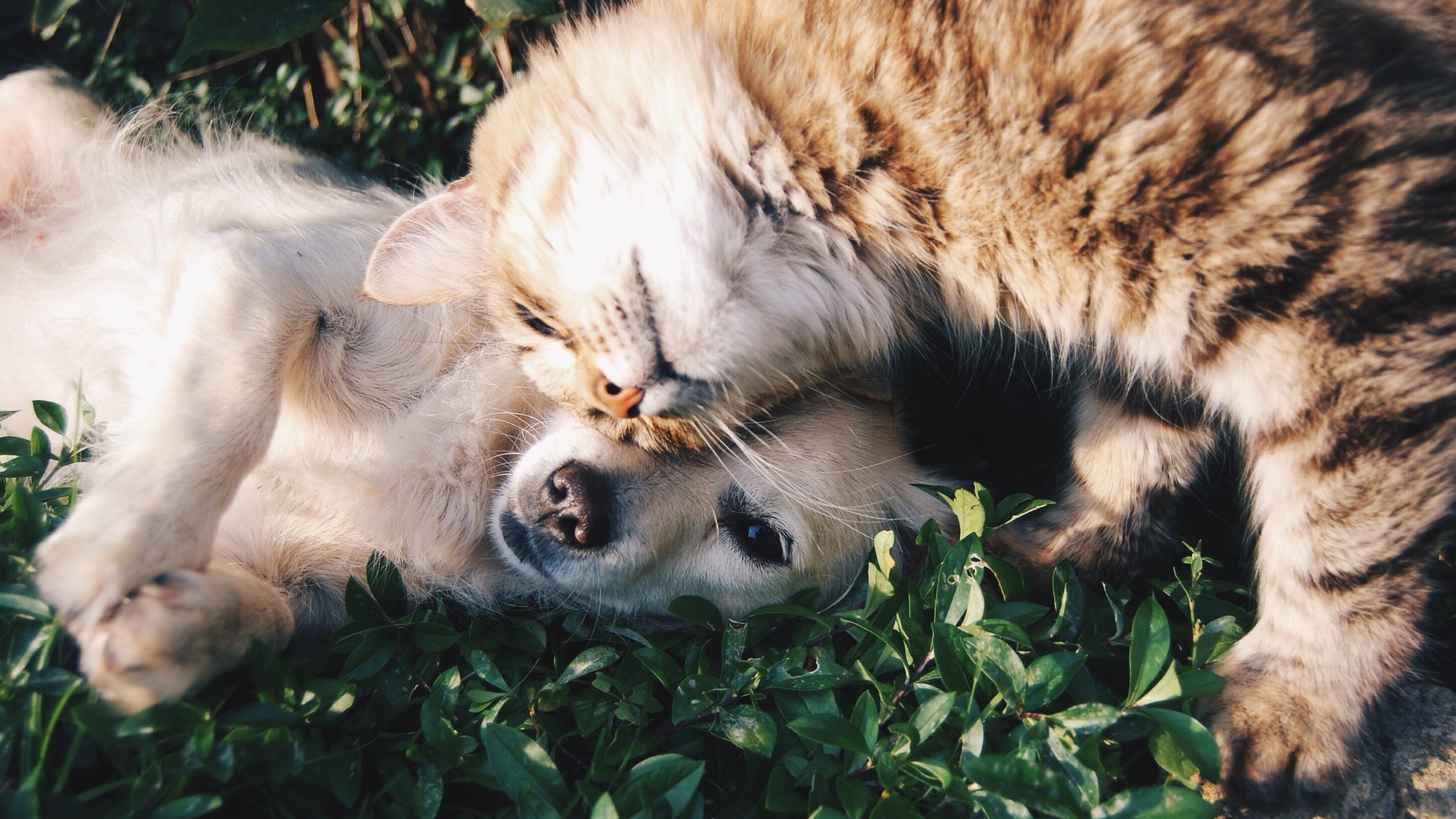 steeg Gasvormig Becks Zo zorg je voor een vlekkeloze introductie tussen jouw kat en hond —  Poesitief