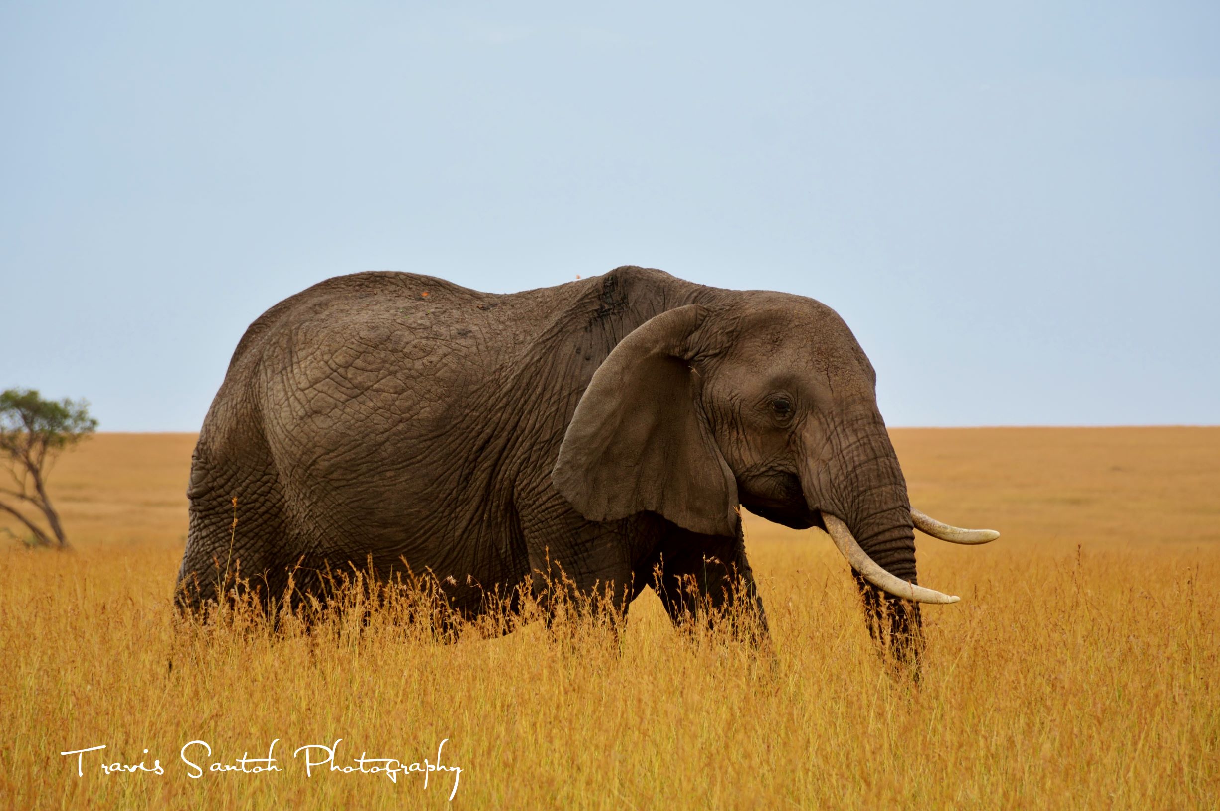 02 Elephant.jpg