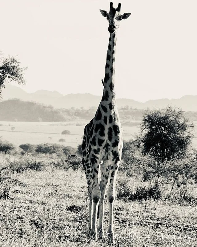 Make them stop and stare ⌘ &mdash;&mdash;&mdash;&mdash;&mdash;&mdash;&mdash;&mdash;&mdash;&mdash;&mdash;&mdash;&mdash;&mdash;&mdash;&mdash;&mdash;&mdash;&mdash;&mdash;&mdash;&mdash;&mdash;&mdash;&mdash;&mdash;&mdash; 〰️ Kidepo Valley 🇺🇬 | 2019 w/ @