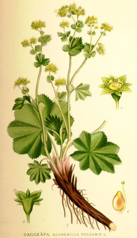 Nordens_flora_Alchemilla_vulgaris.jpg