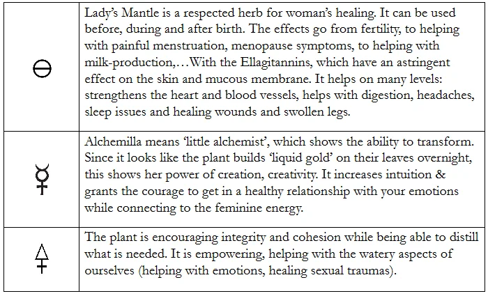 LadiesMantle.jpg