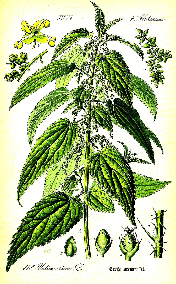 botanical-urtica-dioica.jpg