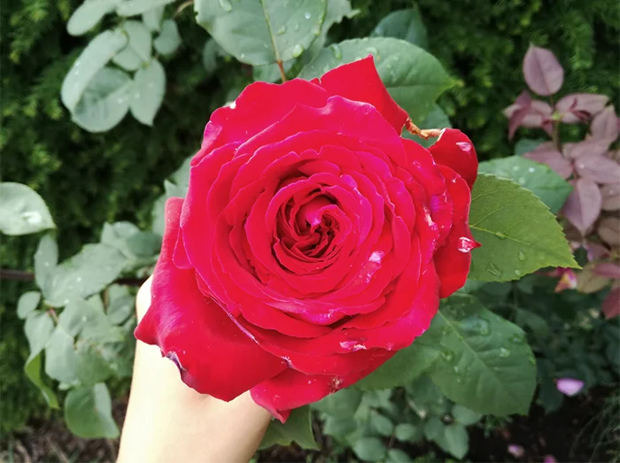 Red Rose From my Garden