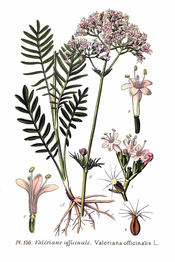 156_Valeriana_officinalis_L.jpg