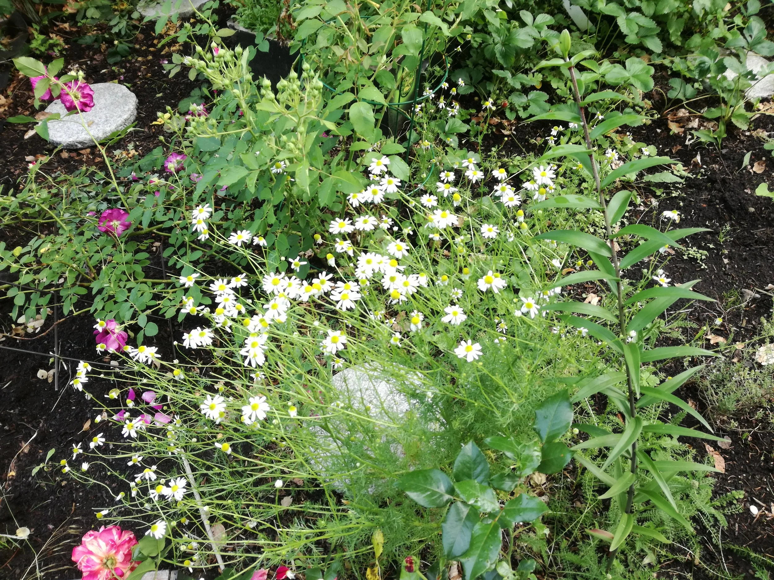 A small section of our Herb Patch.