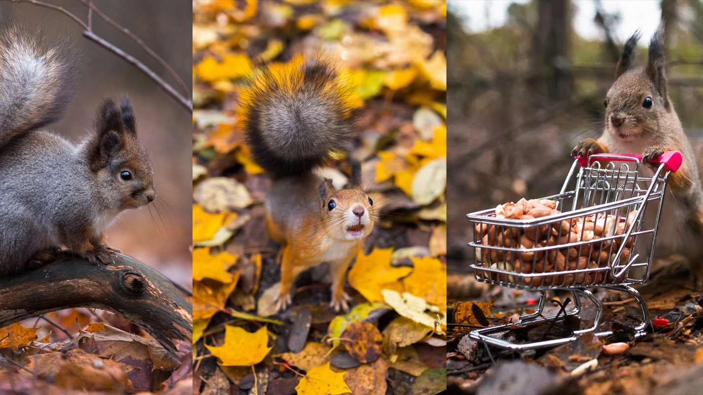 autumnsquirrelscover.jpg