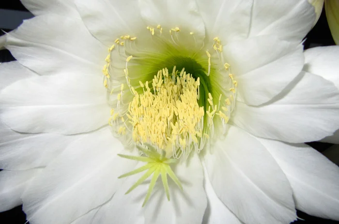 Tricocereus pachanoi flower summer 2010.jpg