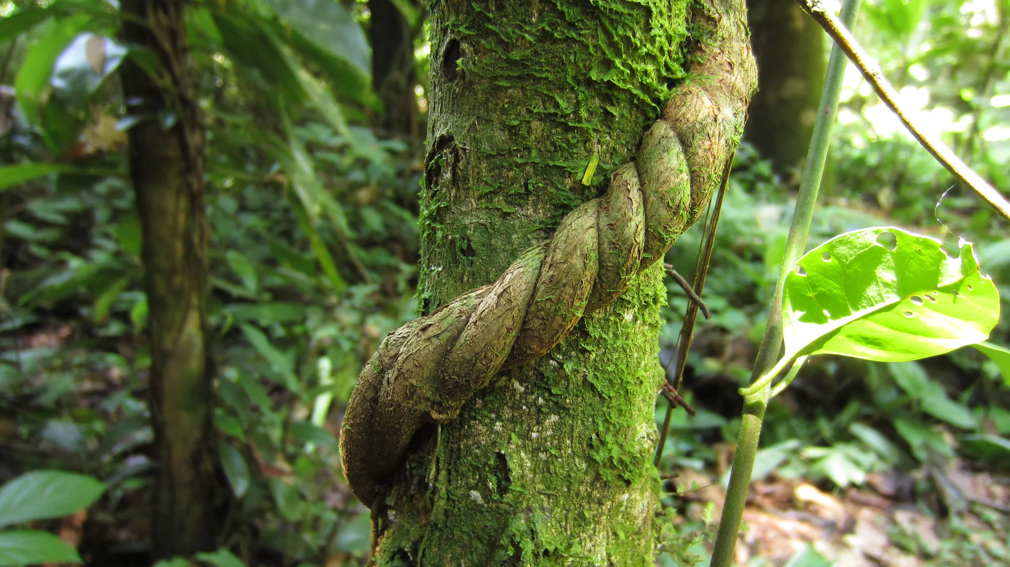 Ayahuasca-Vine-Banisteriopsis-Caapi.jpg