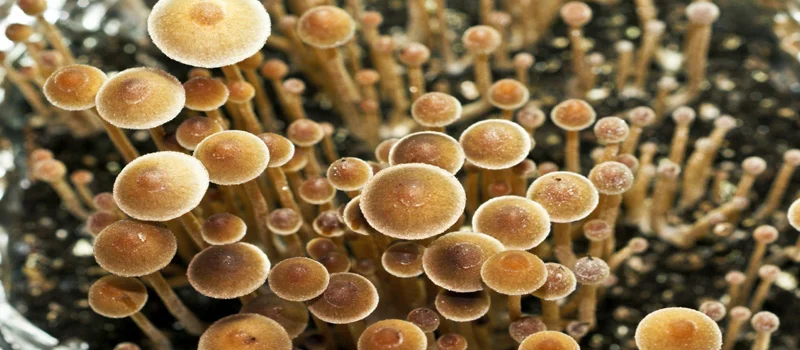 Psilocybe-Tampanensis.jpg