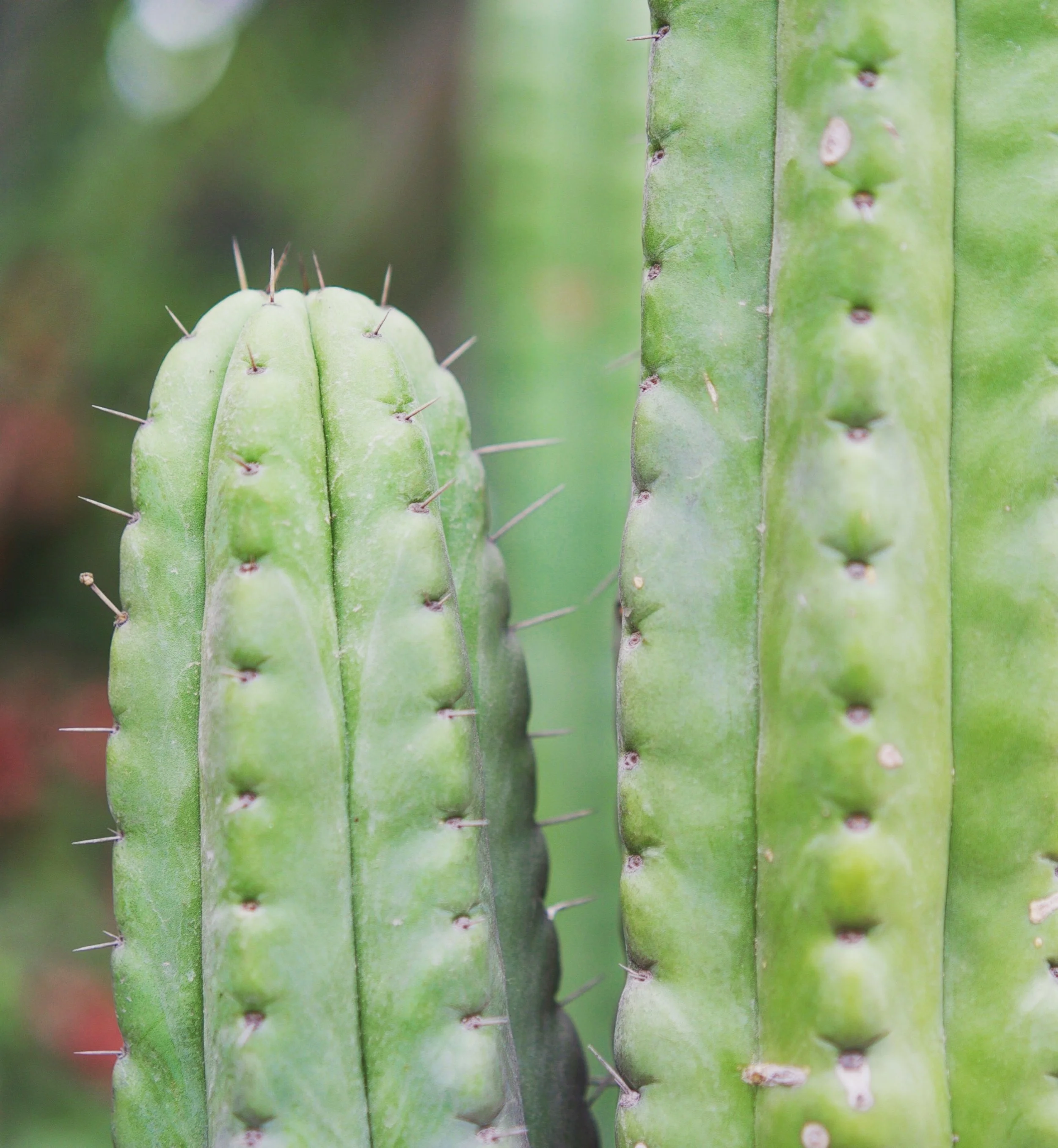 SAN PEDRO