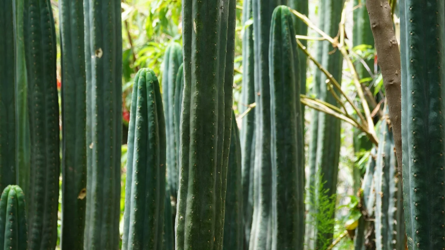 artificial plants wall Biophilic Bliss main image 0
