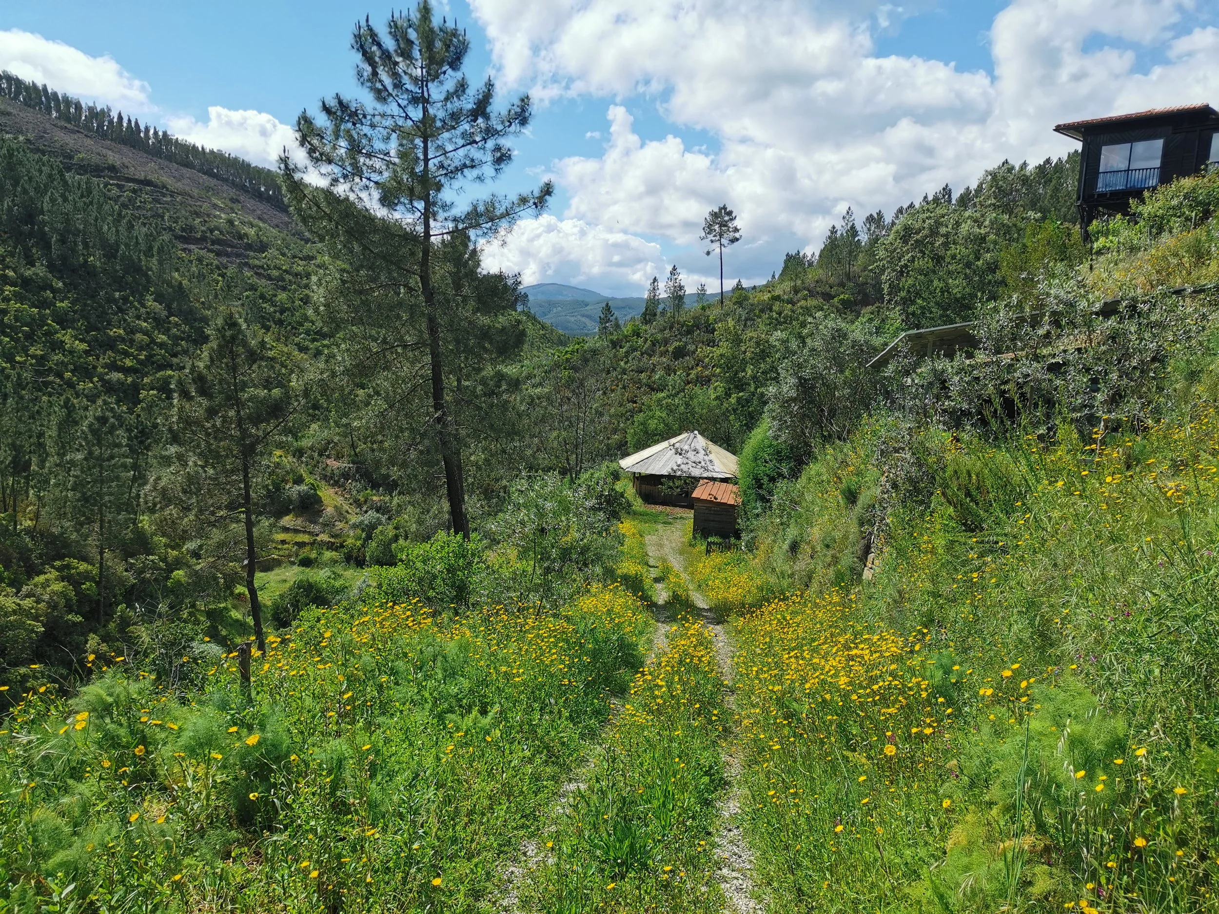 Bamboo Ceremonial Fire Pit House .jpg