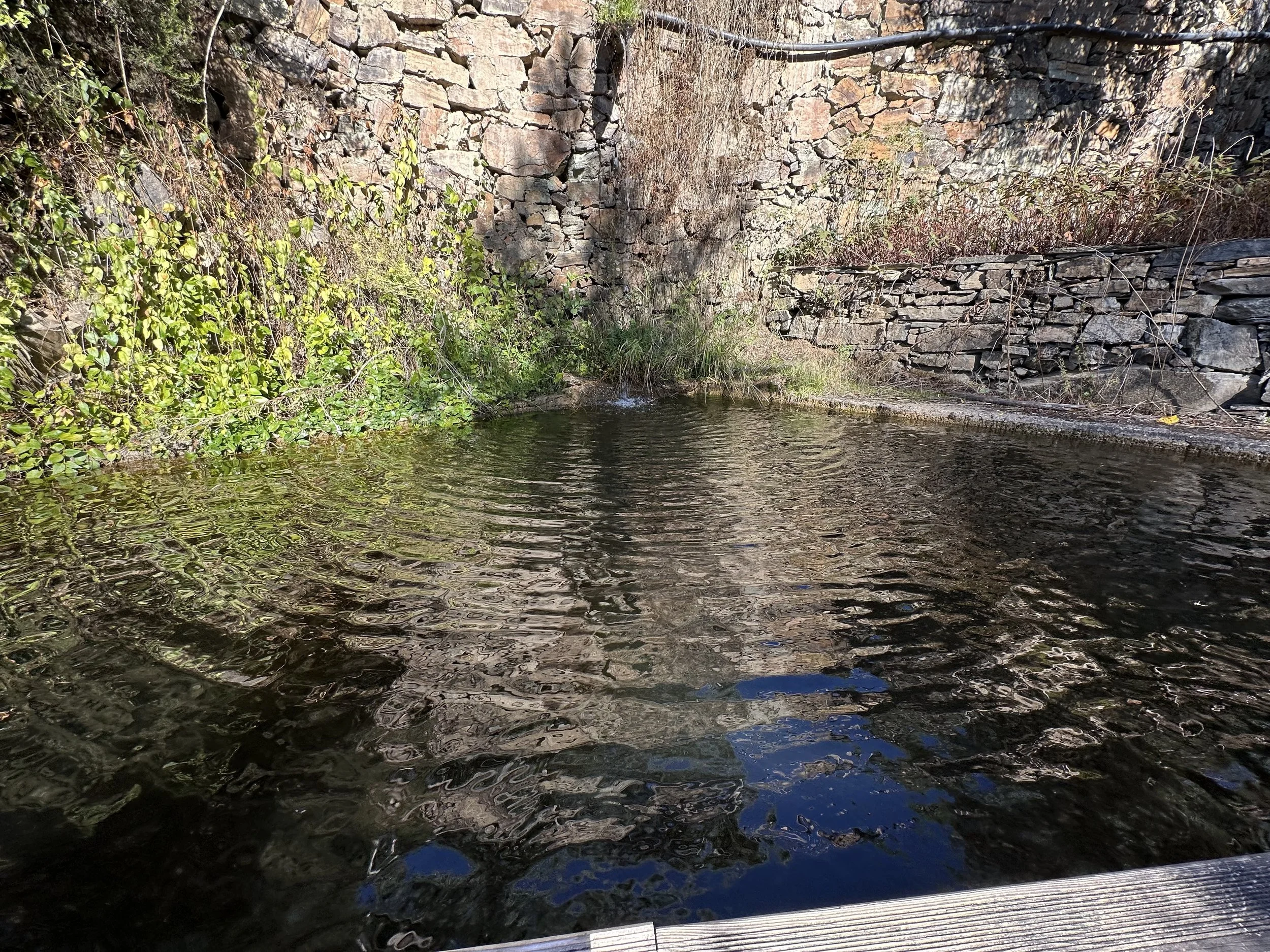 EL Plunge Pool Landscape.jpg