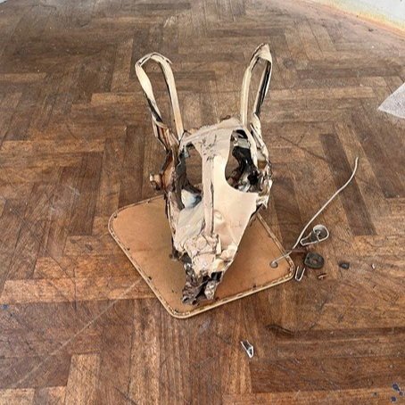 Le betacier - grand crâne