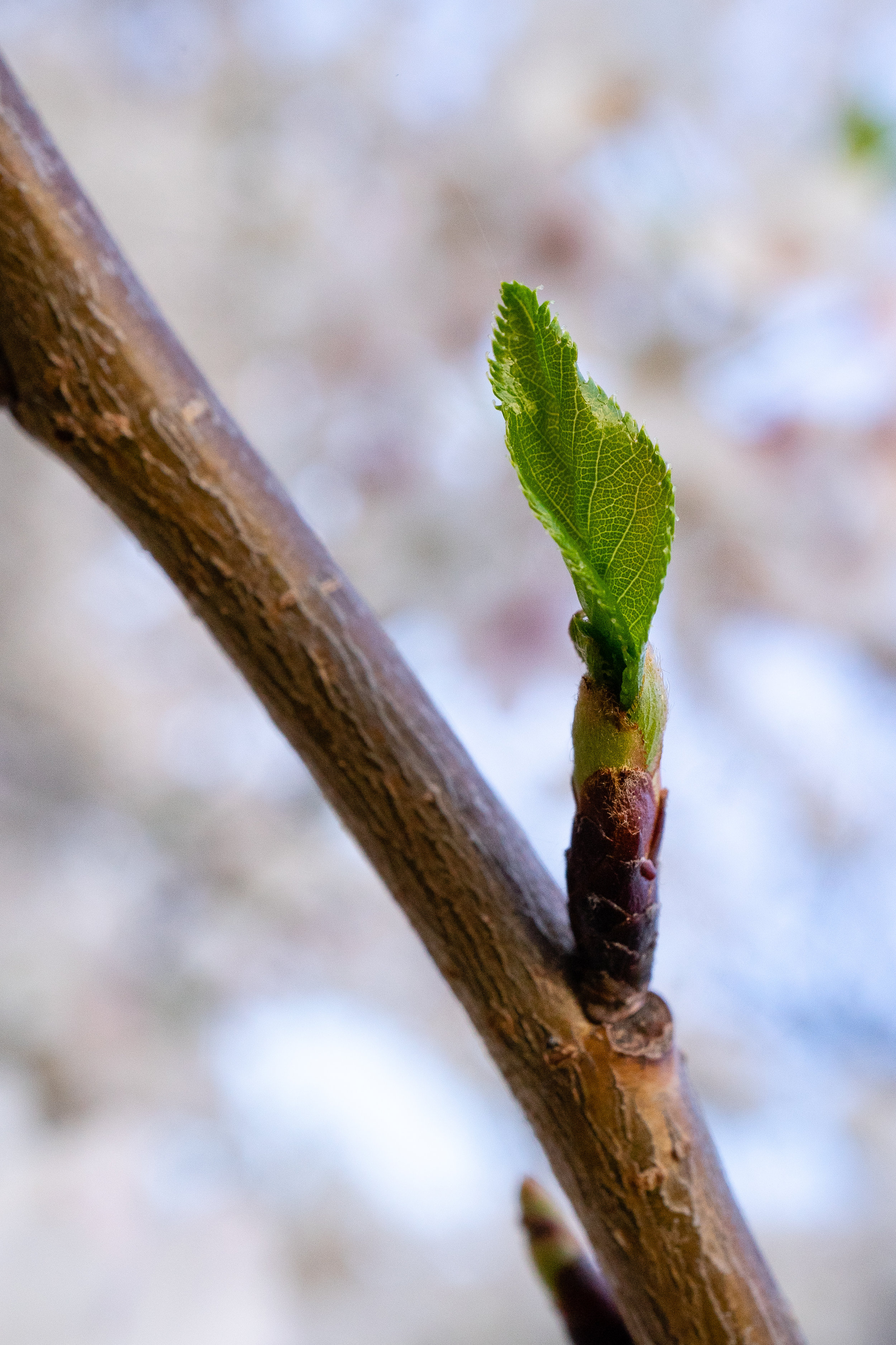 Stage 1: Green Buds