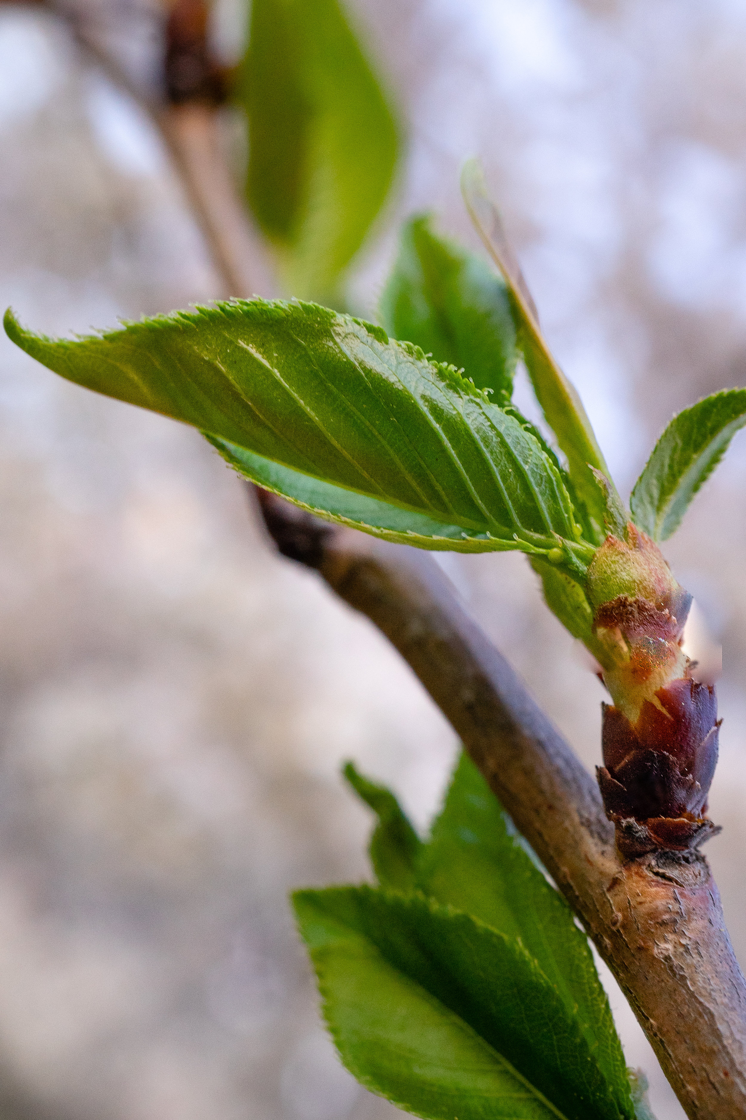 Stage 2: Florets Visible