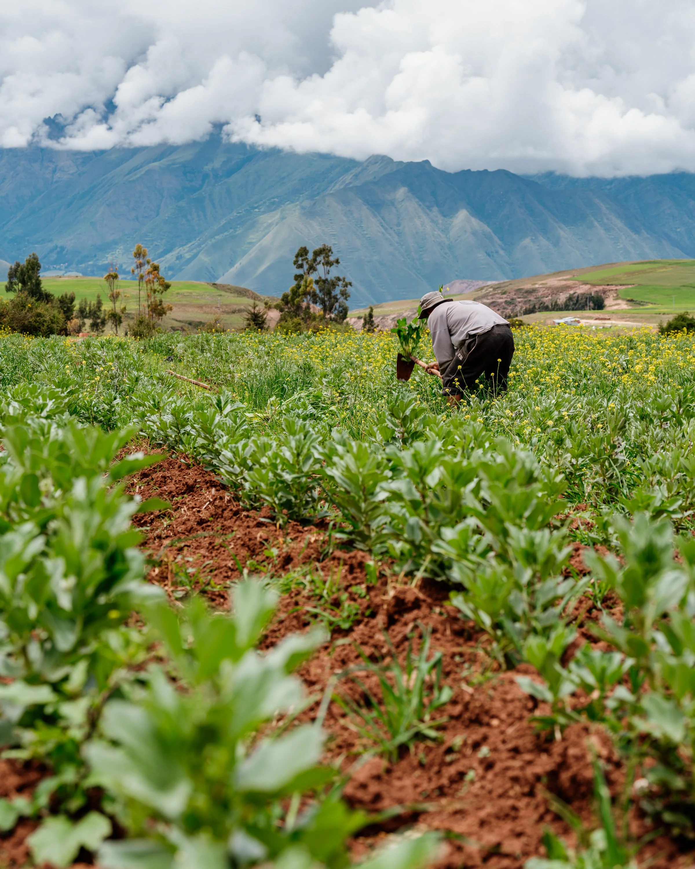 Farmer working in a lush green field with mountains in the background and cloudy skies.