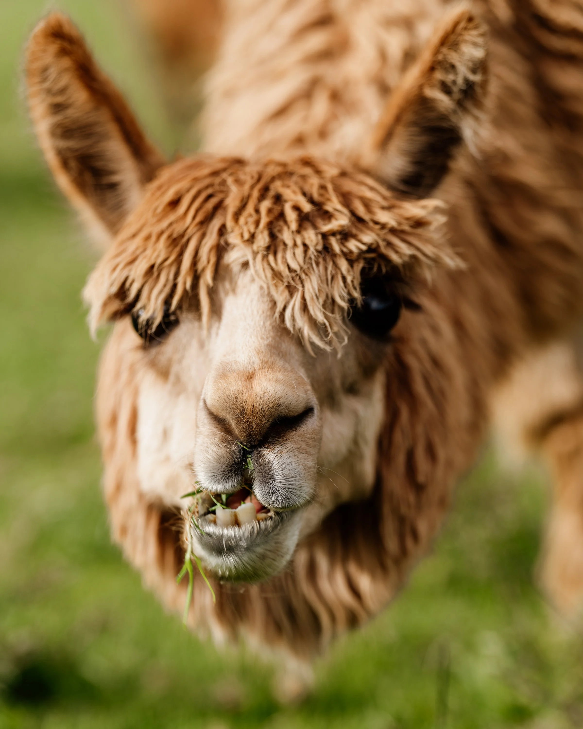 Close-up of a brown alpaca with shaggy fur eating grass.