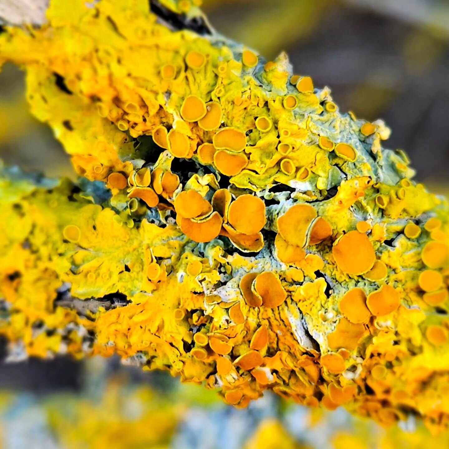 💛 Lichen...spotted during my lunchtime walk at Longniddry beach. I just love their beautiful colour and texture.

💛 Do you know that they are actually a symbiotic partnership between two organisms? The fungus provides the body of the lichen, protec