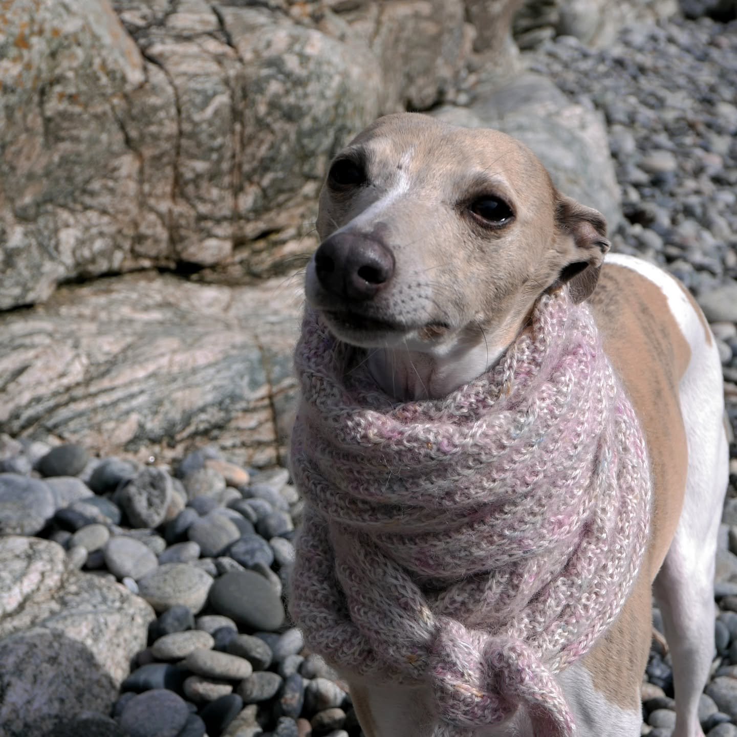 We had some fun today...it is still so windy here and we were trying to take some pictures of my 2 new shawls. She has no hair flying around, so I thought.. why not 🐾🤣? 

I hope to release these two shawls soon (just a sneak peek today): simple, wi