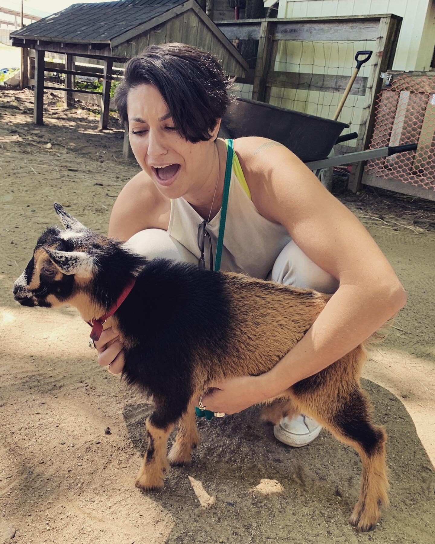 i am deceased. tiny baby goats, sheep, a donkey named jenny, a 6 day old calf. the stuff of dreams.💀❤️thanks for putting up with me, fam! sorry to all the kids i might have terrorized (animal and human)