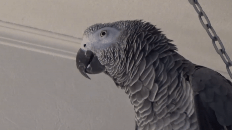 parrots.gif