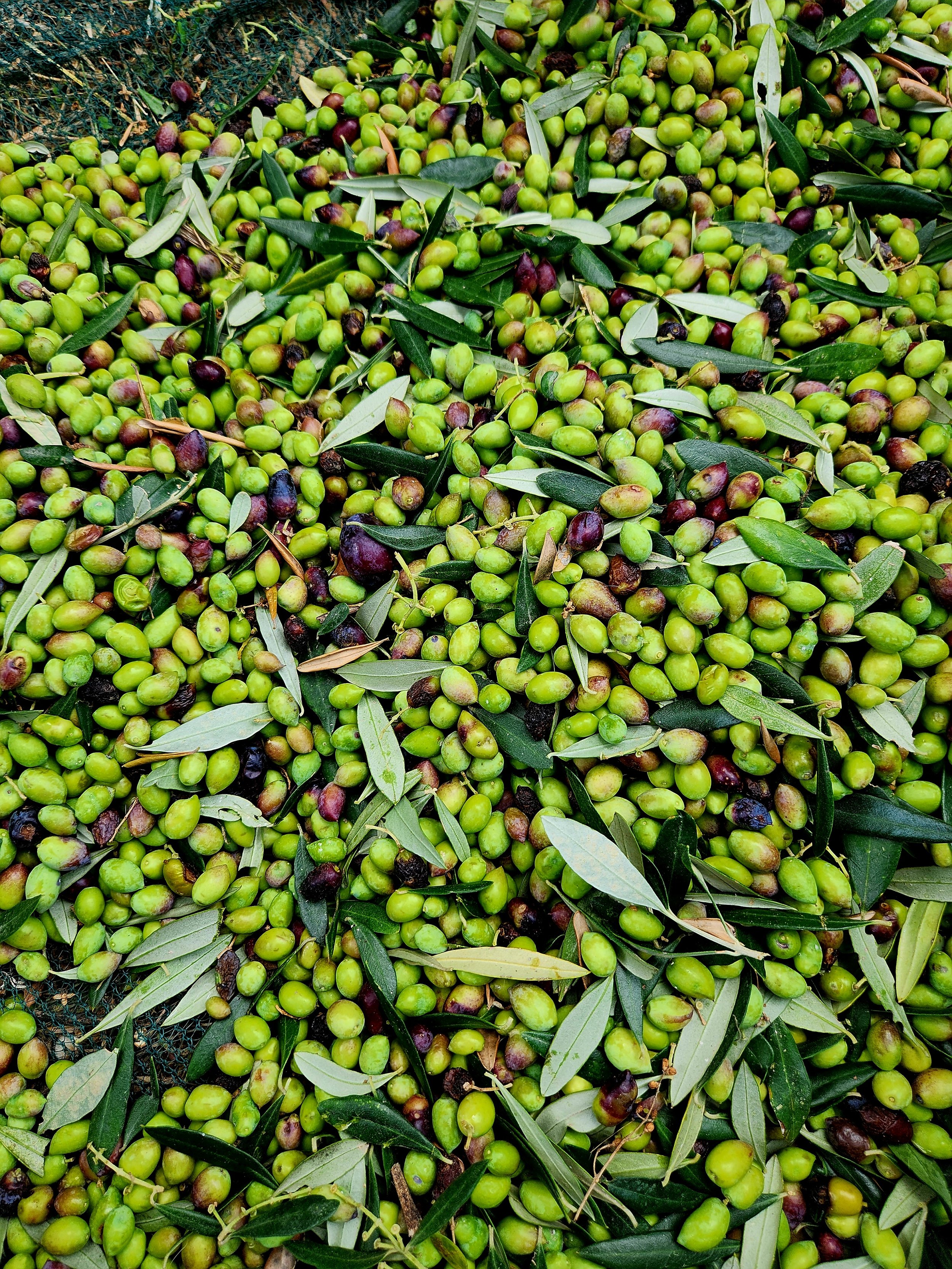 Meraki Harvest Retreat: Ikaria Thanksgiving Week • November 23–29, 2026