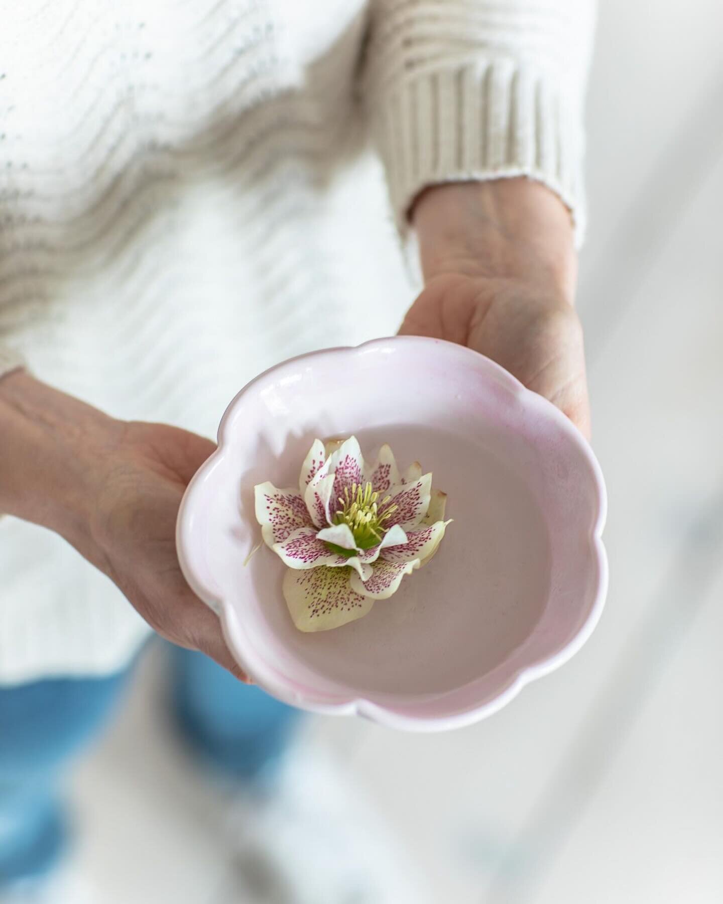 Thrown and grown.

A spotlight on Hellebores&hellip; The &lsquo;winter rose&rsquo; with its frills and freckles is such a welcome sight right now as one of the first spring blooms. (To prolong vase life cut slits in the stem; or wait until the pollen