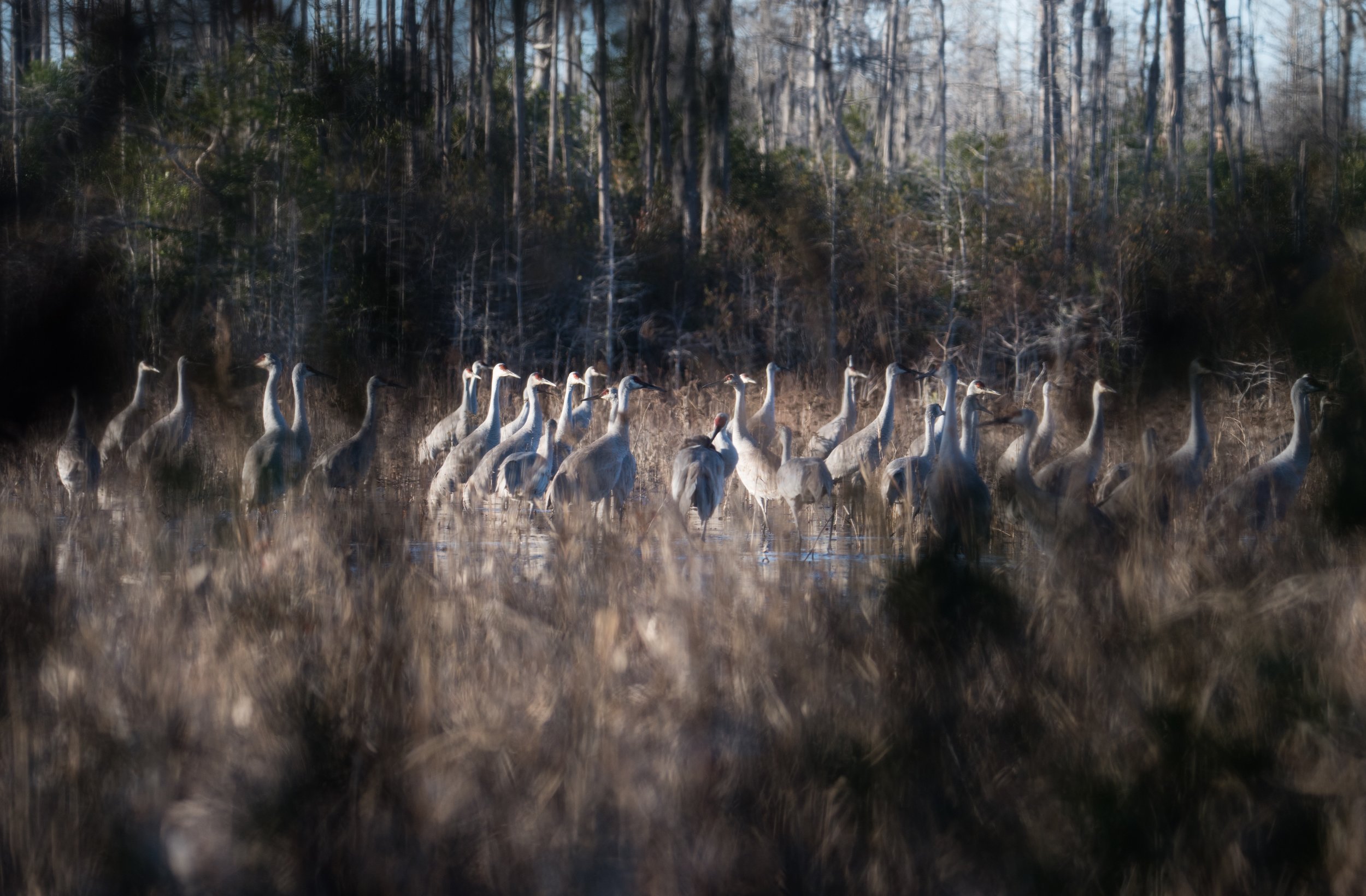 DSC_0258.jpg