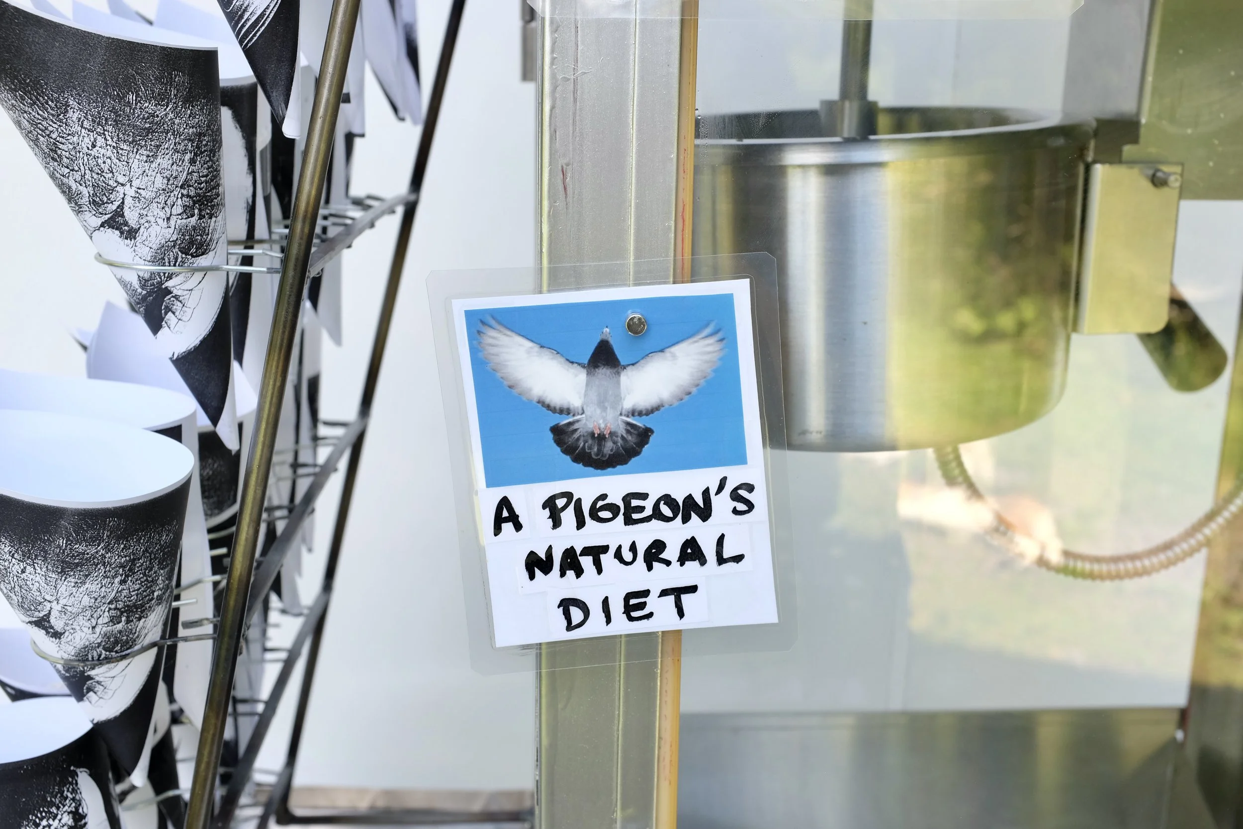 PigeonFare9.JPG