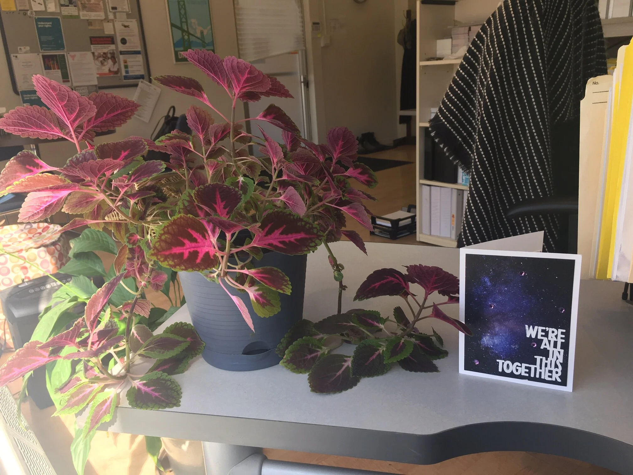 Important Phone Numbers, Links, and Forms - COVID-19