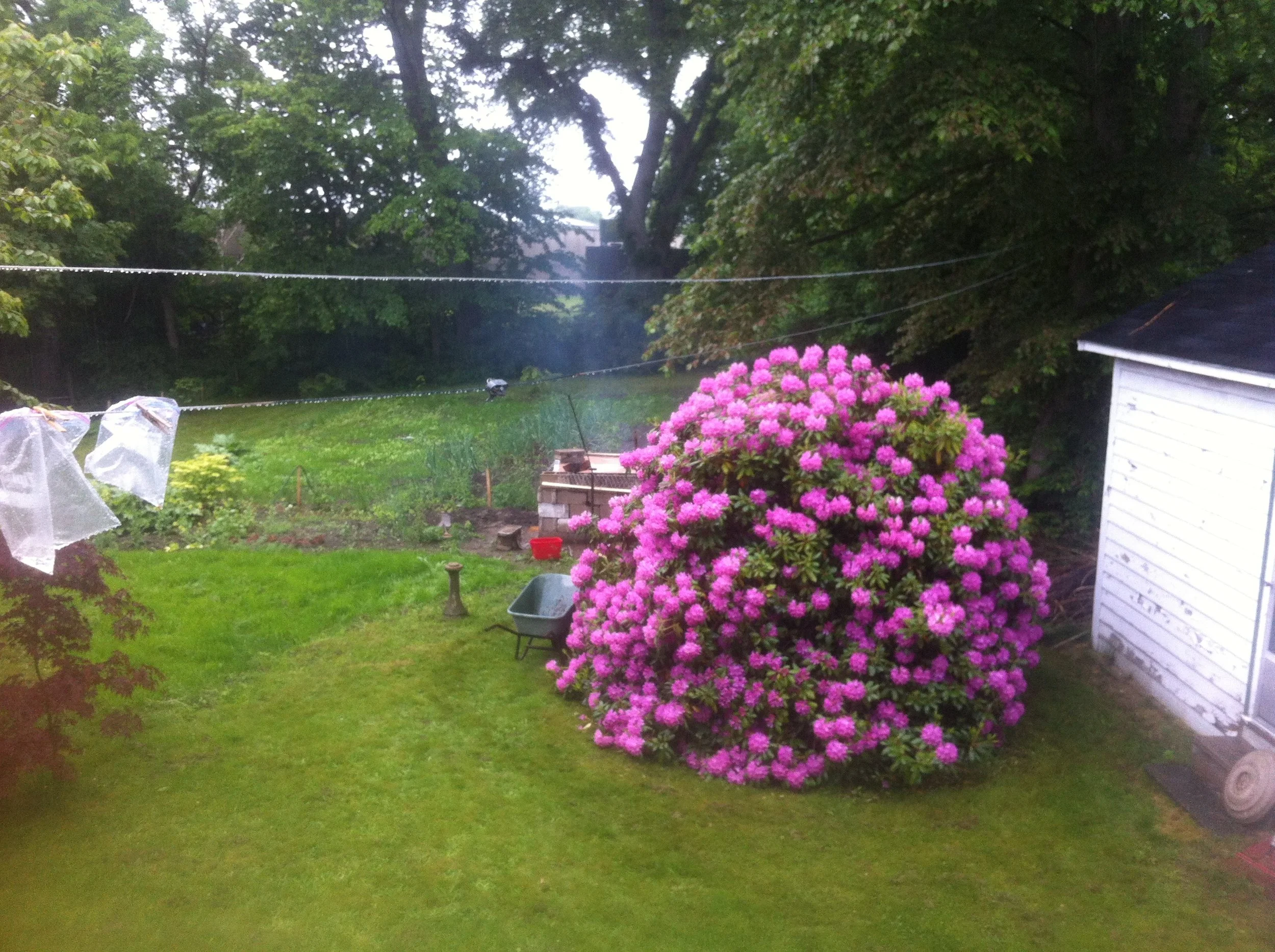  Smoking with the Rhodo in full bloom. It was a gorgeous day. Recycle your ziploc bags! 