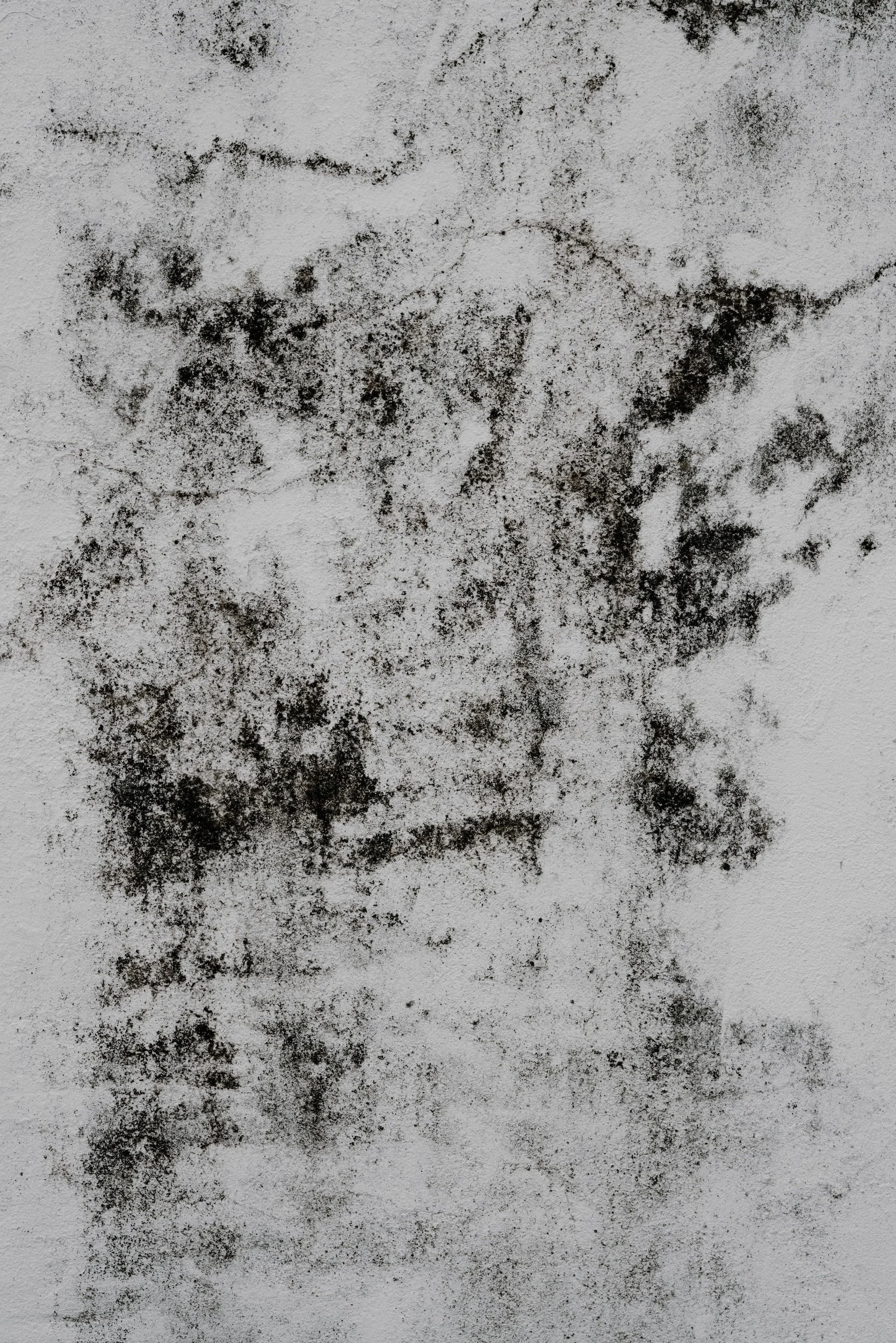 Importance Of Mold Testing