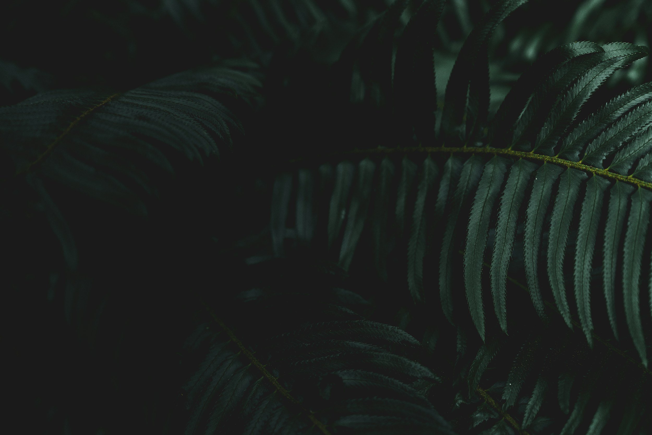 unsplash-image-VJAKZXQCKfc.jpg