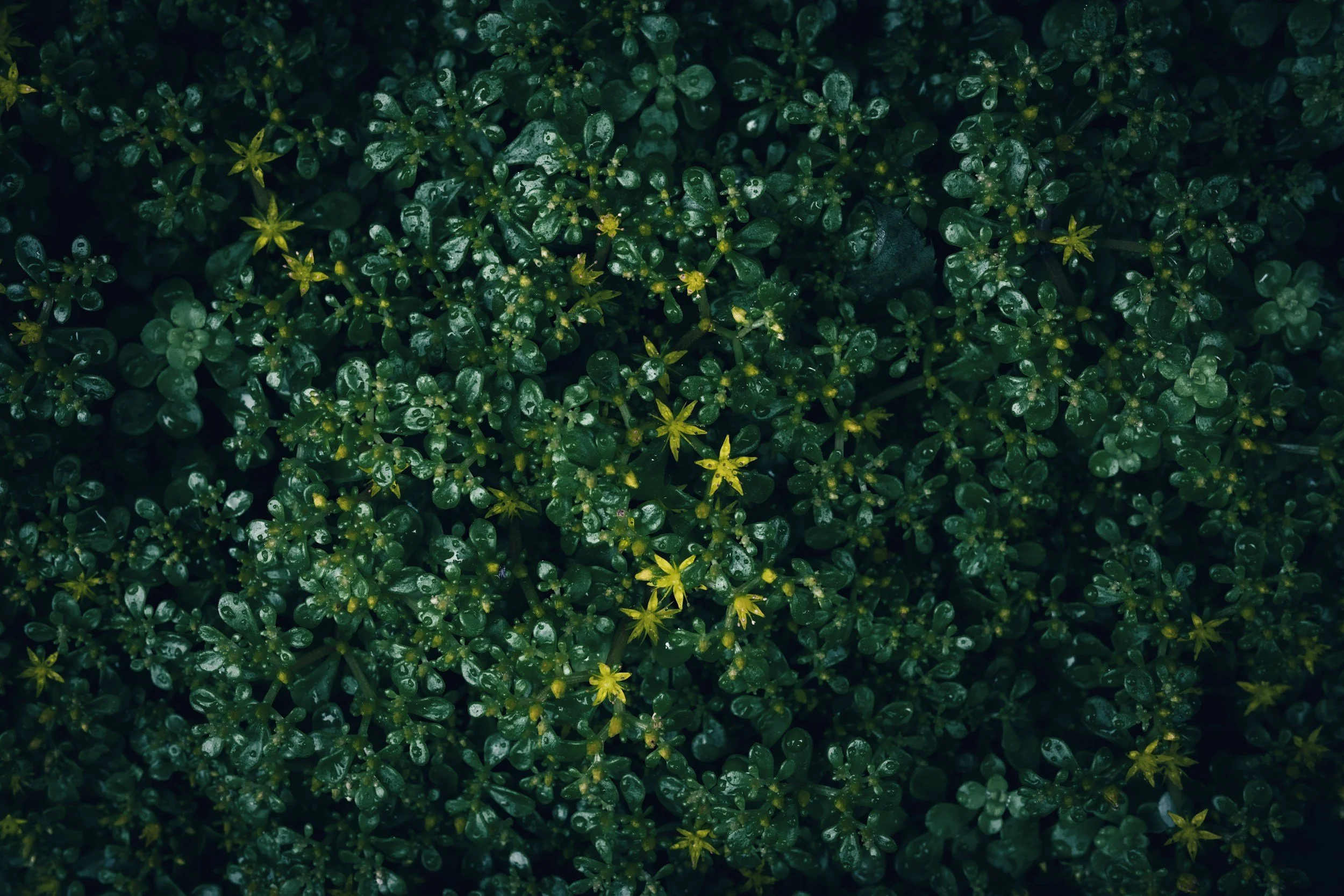 unsplash-image-7bNeZZQcT7U.jpg