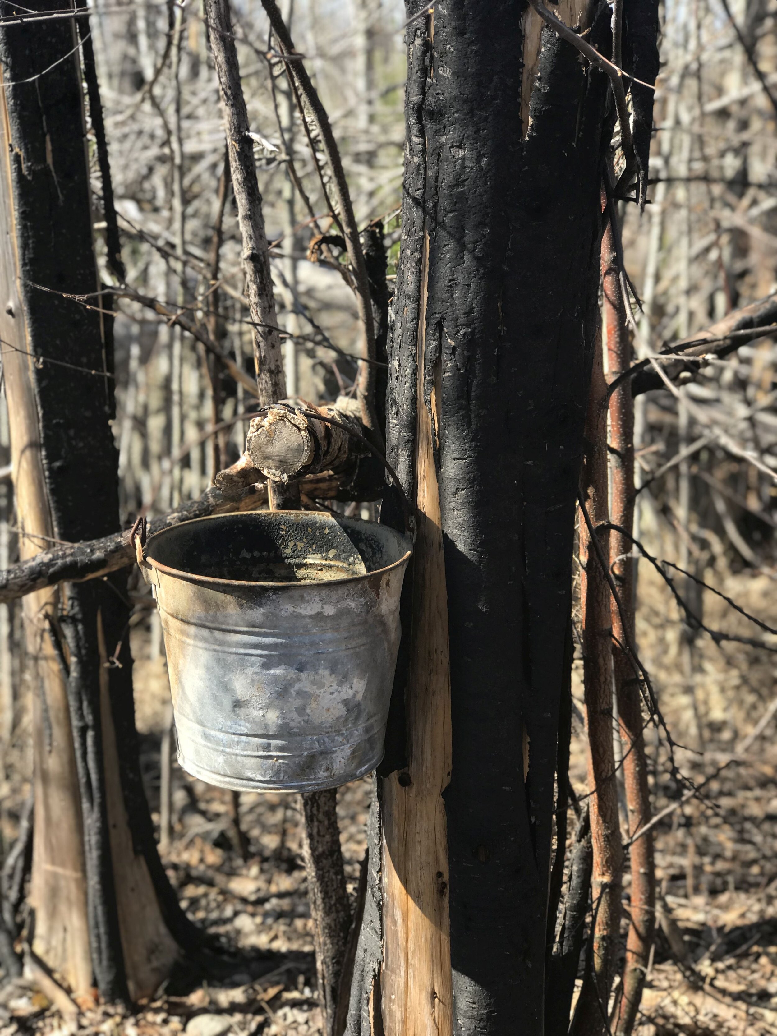 Old Logging Bucket