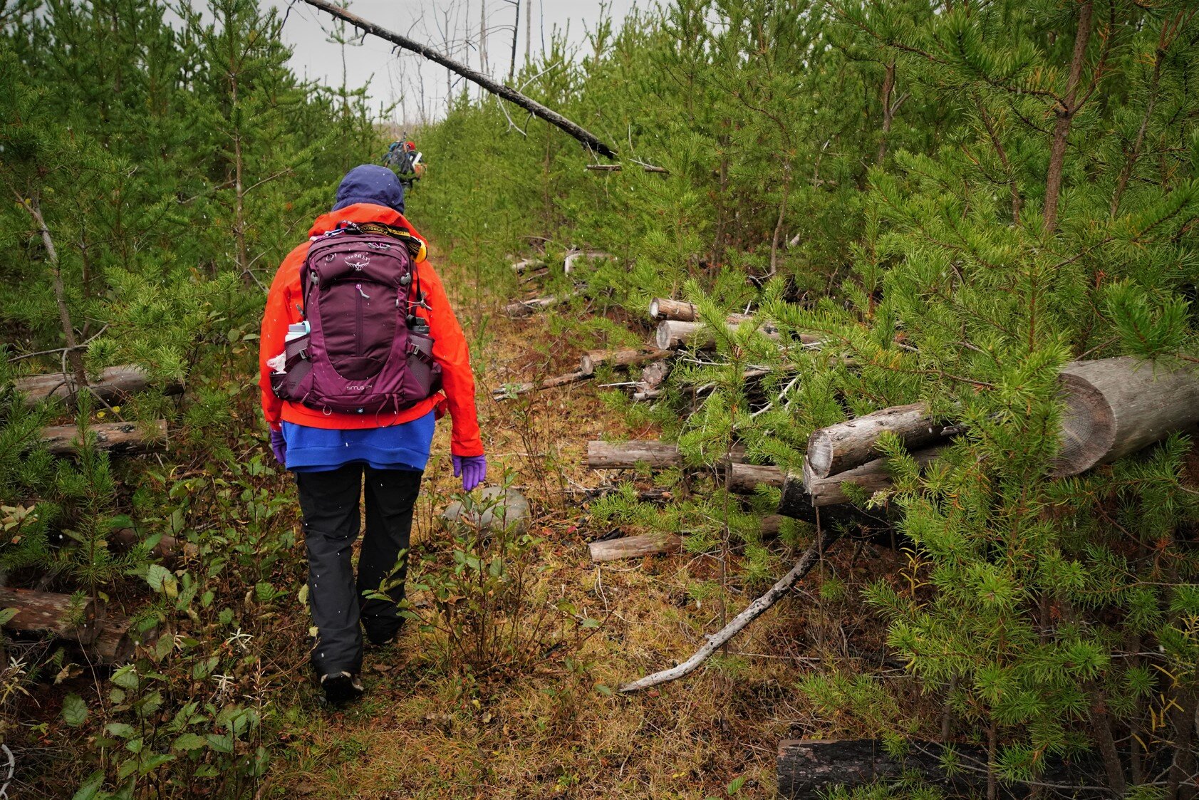 Jack Pine Forest