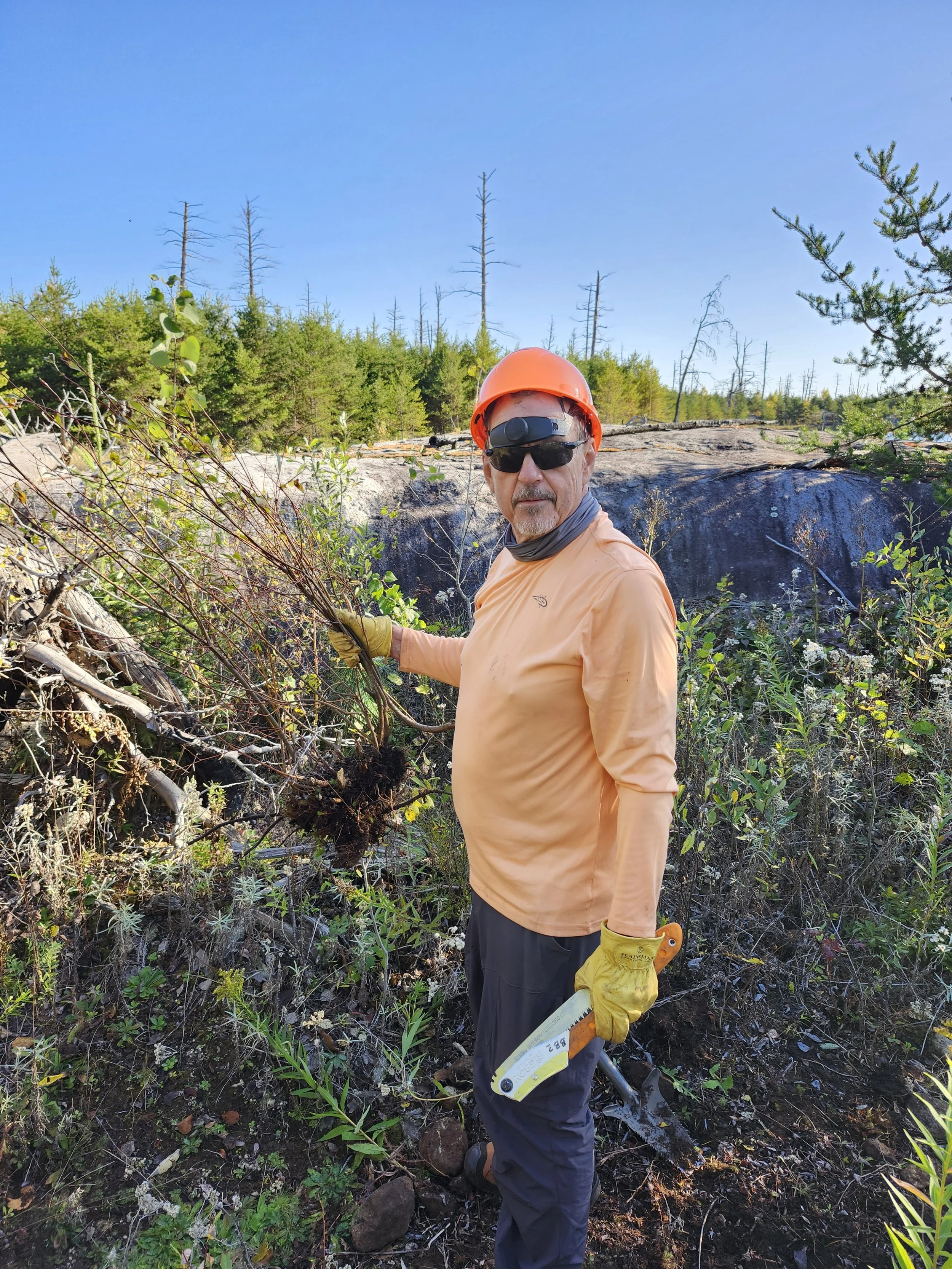 20250927_dug up root ball.jpg