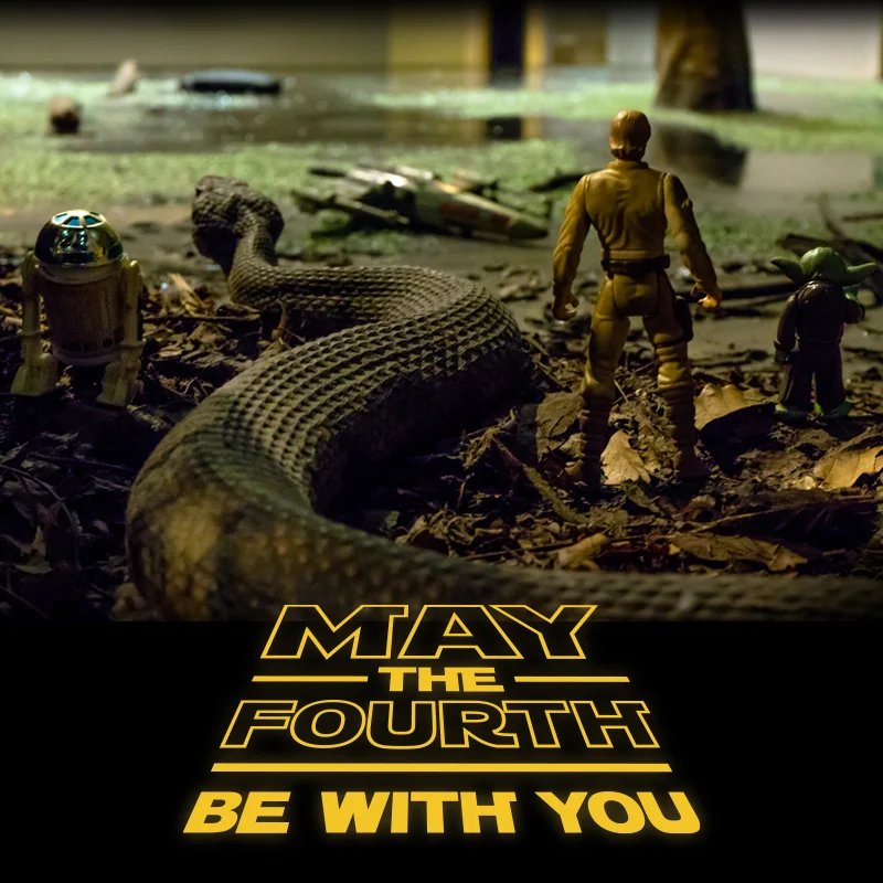 May4th_IMG0168_800x800_2.jpg