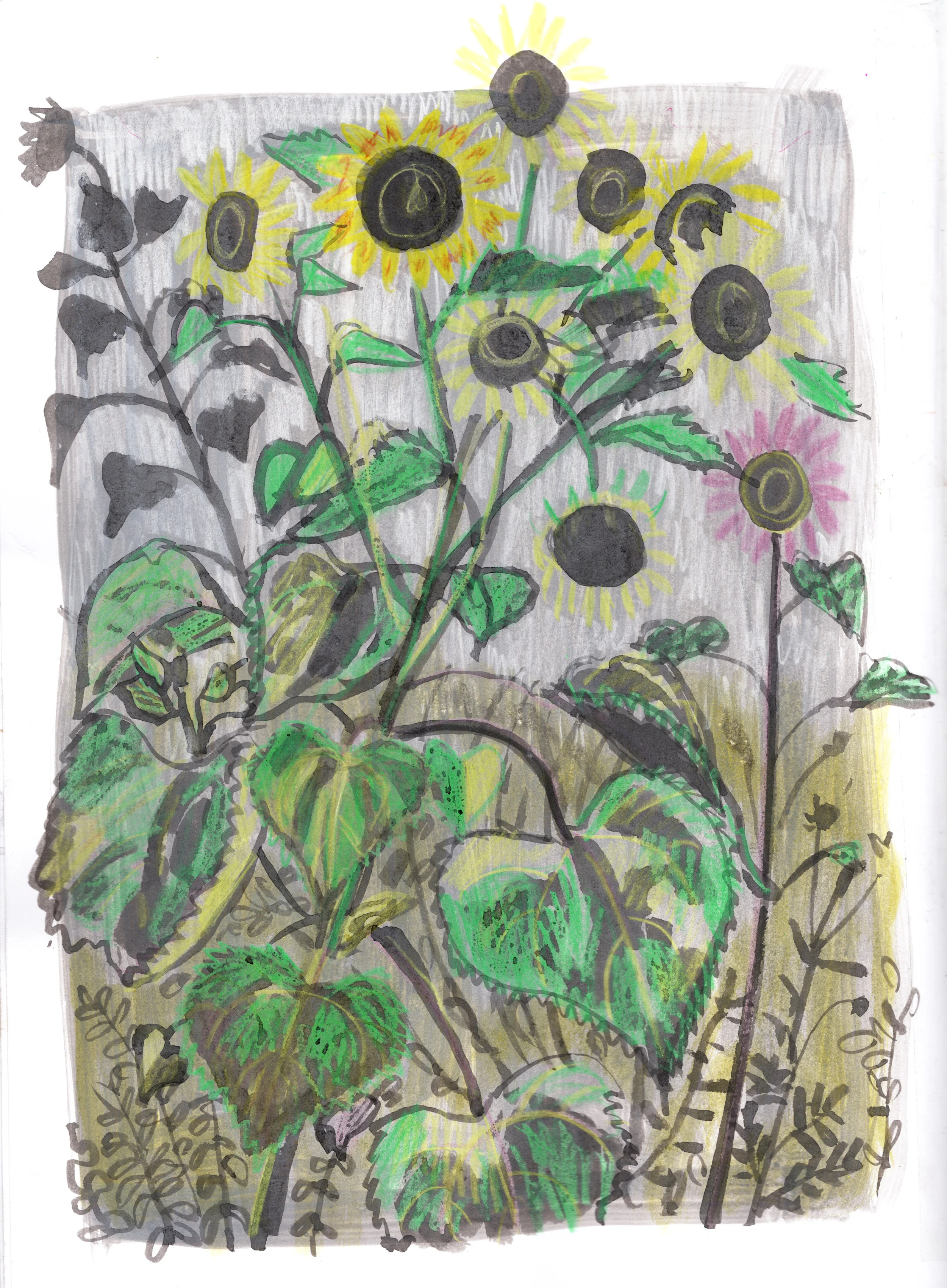 sunflowers.jpg