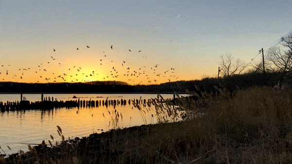 ezgif.com-optimize (3).gif