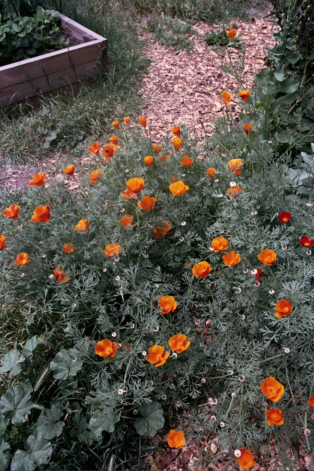 While attending SFAI, I received mentorship from poet, Genine Lentine . During that time, I picked up the craft of gardening, and over the years, we gradually transformed a mostly abandoned field into a thriving green space. Photo of the meadow wi