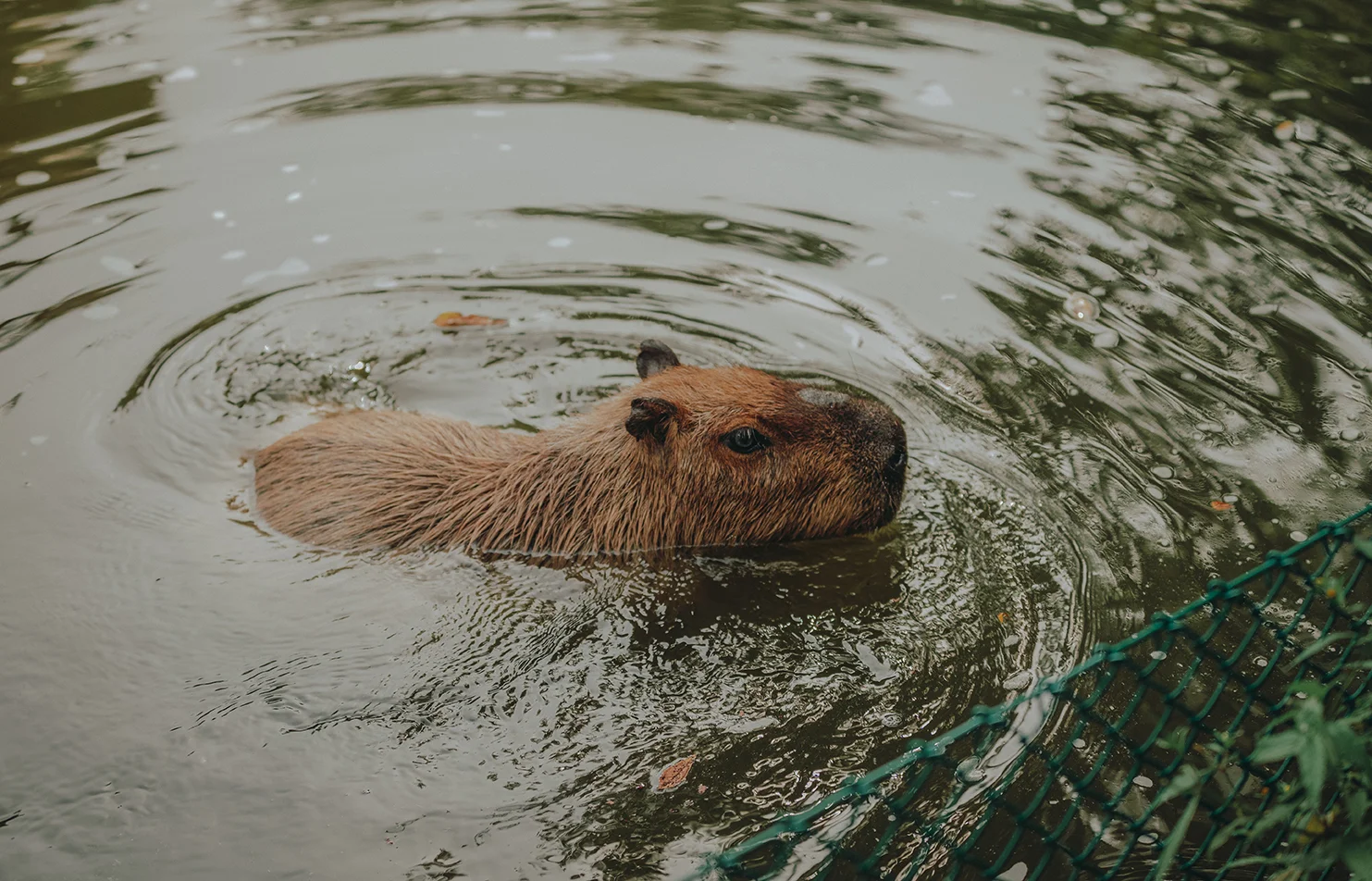 Capybara.jpg
