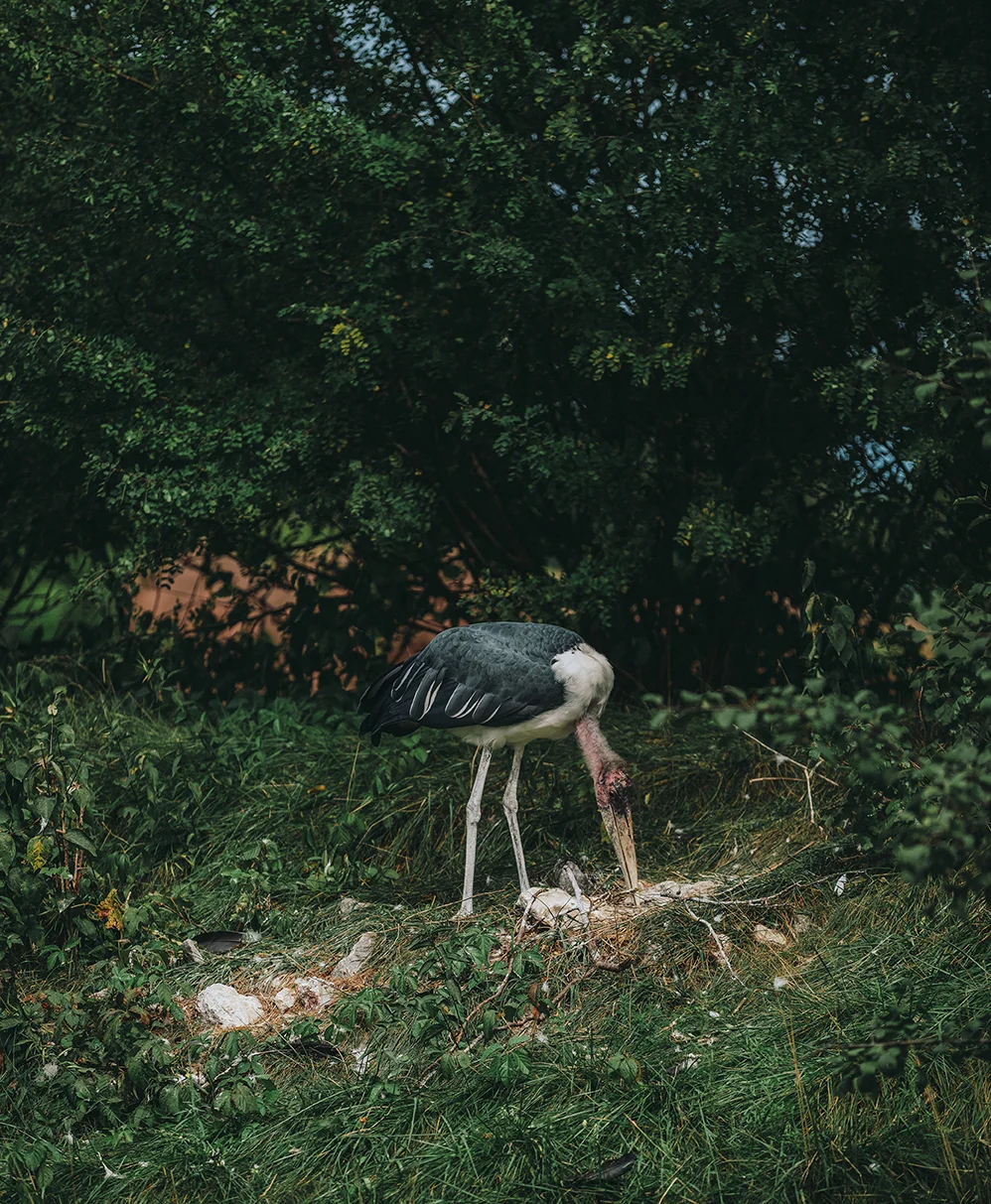 creepybird.jpg