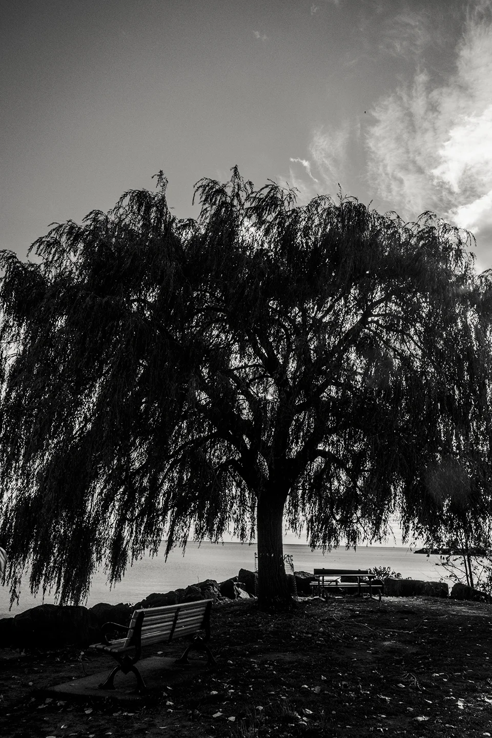 Tree.jpg